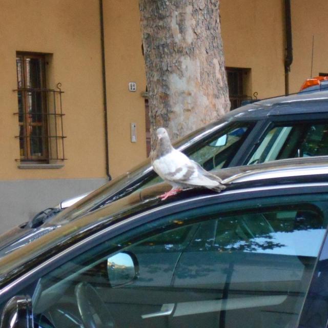 10 Asti (6)