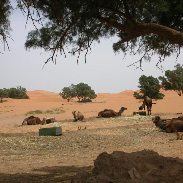 2010, Maroc en 2 CV le 10 Avril