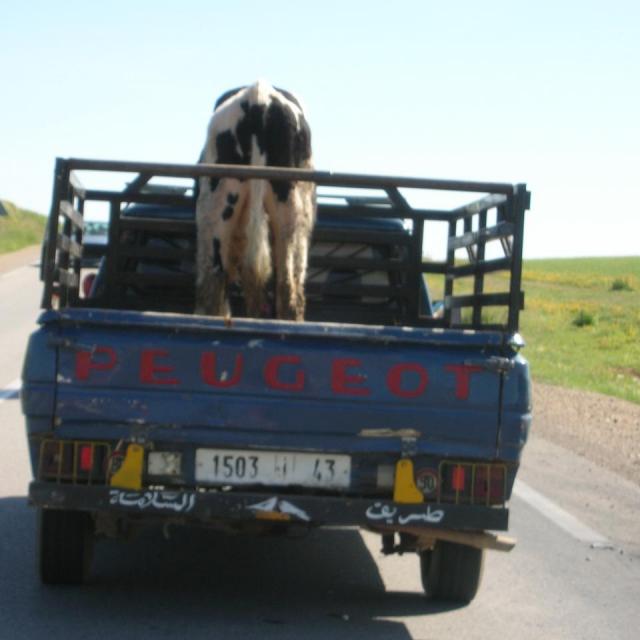 2010, Maroc en 2 CV le 20 Avril