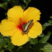 62La Corse septembre 2015 