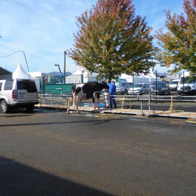 Sommet de l'élevage Cournon Clermont 04 10 2017 (12)