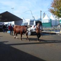 Sommet de l'élevage Cournon Clermont 04 10 2017 (13)