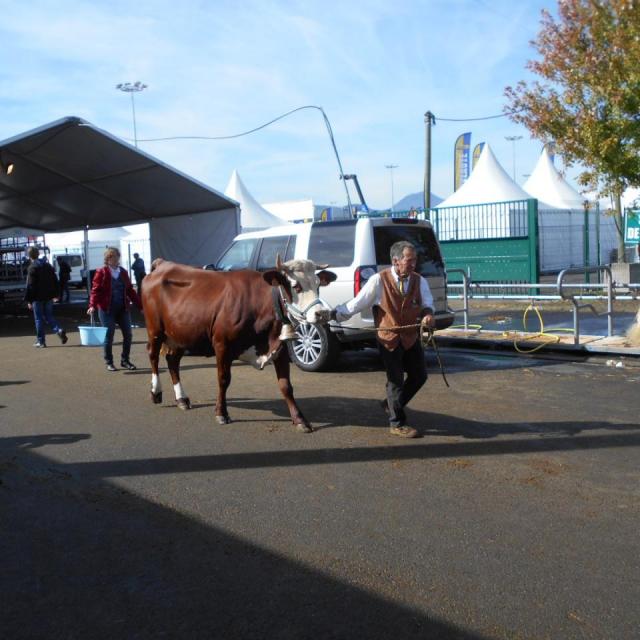Sommet de l'élevage Cournon Clermont 04 10 2017 (13)