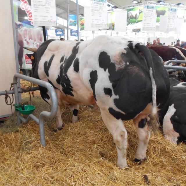 Sommet de l'élevage Cournon Clermont 04 10 2017 (15)