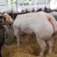 Sommet de l'élevage Cournon Clermont 04 10 2017 (16)