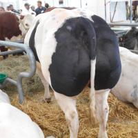 Sommet de l'élevage Cournon Clermont 04 10 2017 (17)