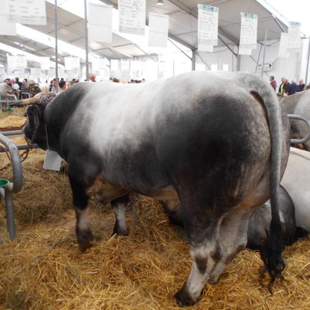 Sommet de l'élevage Cournon Clermont 04 10 2017 (21)
