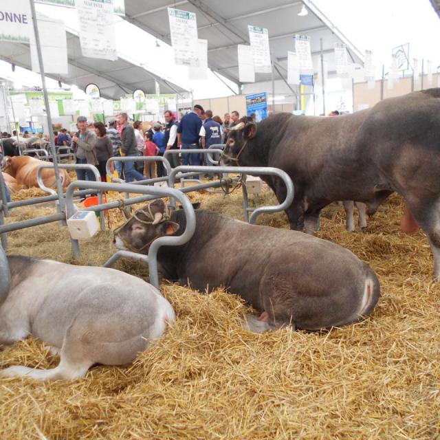 Sommet de l'élevage Cournon Clermont 04 10 2017 (23)