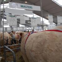 Sommet de l'élevage Cournon Clermont 04 10 2017 (25)