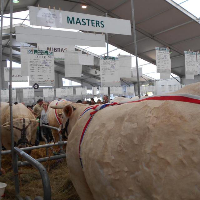 Sommet de l'élevage Cournon Clermont 04 10 2017 (25)