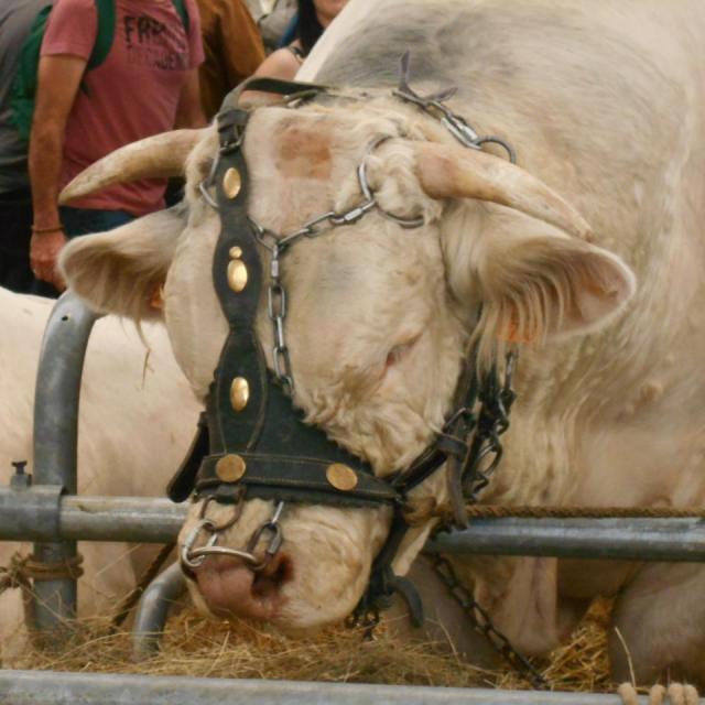 Sommet de l'élevage Cournon Clermont 04 10 2017 (27)