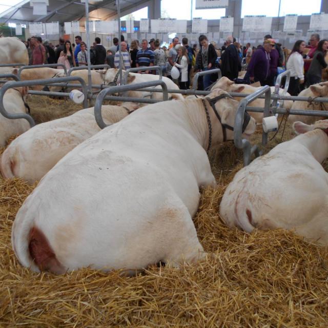 Sommet de l'élevage Cournon Clermont 04 10 2017 (28)