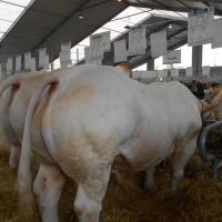 Sommet de l'élevage Cournon Clermont 04 10 2017 (29)