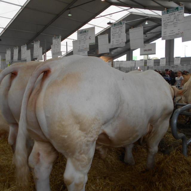 Sommet de l'élevage Cournon Clermont 04 10 2017 (29)