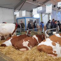 Sommet de l'élevage Cournon Clermont 04 10 2017 (3)