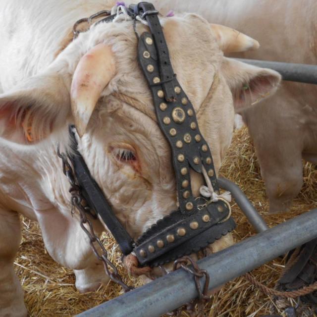 Sommet de l'élevage Cournon Clermont 04 10 2017 (30)