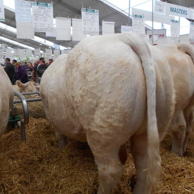 Sommet de l'élevage Cournon Clermont 04 10 2017 (33)