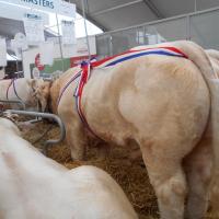 Sommet de l'élevage Cournon Clermont 04 10 2017 (35)