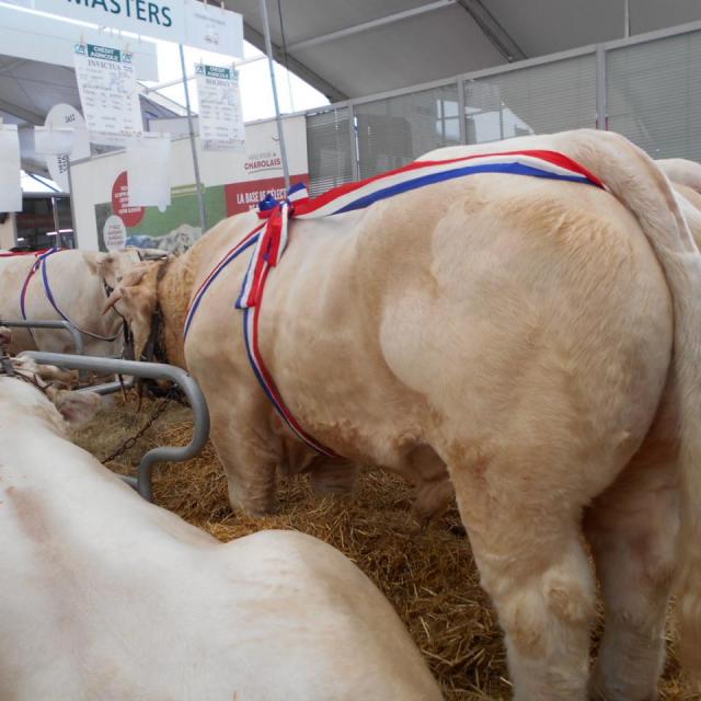Sommet de l'élevage Cournon Clermont 04 10 2017 (35)