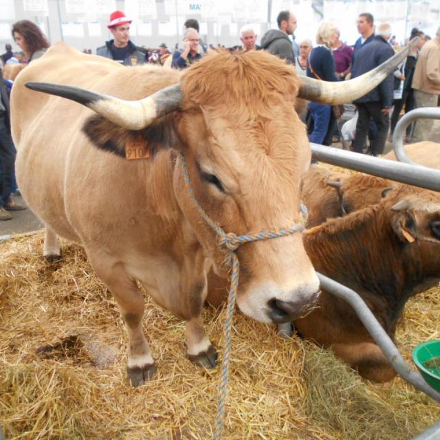 Sommet de l'élevage Cournon Clermont 04 10 2017 (38)