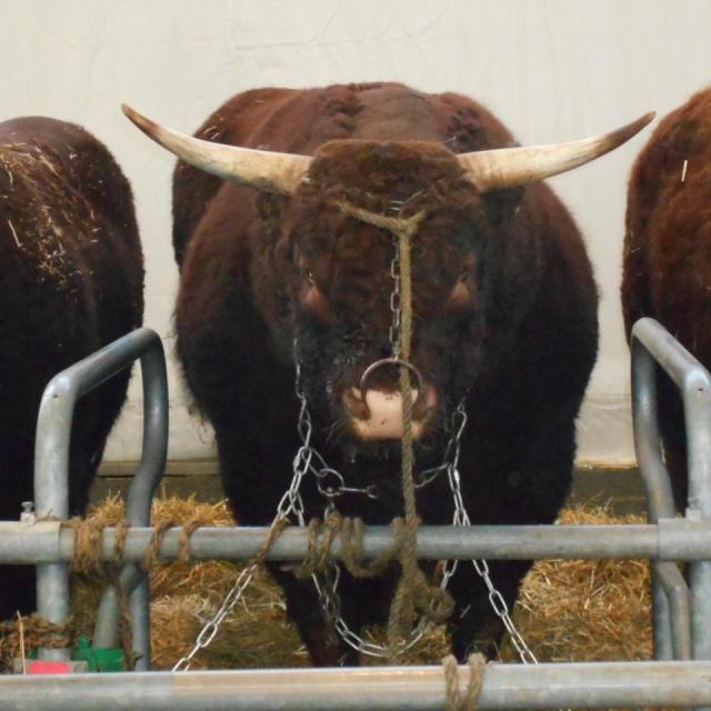 Sommet de l'élevage Cournon Clermont 04 10 2017 (41)