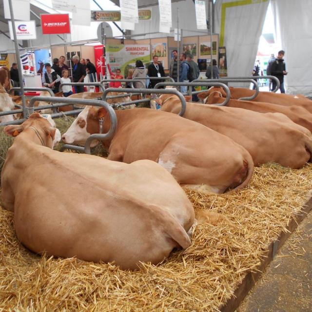 Sommet de l'élevage Cournon Clermont 04 10 2017 (6)