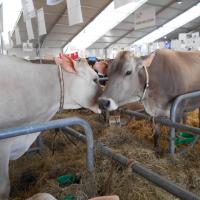 Sommet de l'élevage Cournon Clermont 04 10 2017 (9)