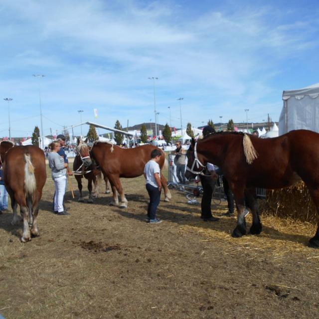 Sommet de l'élevage Cournon Clermont 04 10 2017 (95)